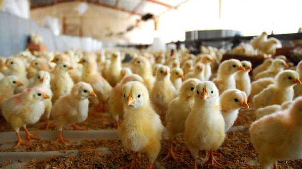 افزایش ۲۳ درصدی جوجه‌ریزی در خراسان‌شمالی