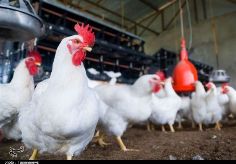 تأمین 800 تن کنجاله سویا برای مرغداری‌های خراسان شمالی