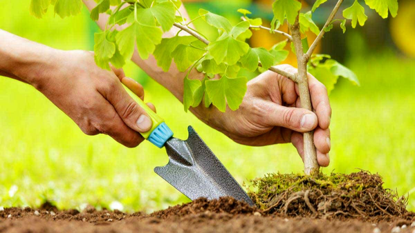 دیوار سبز طبیعی اطراف زمین فوتبال ساحلی پارک شهروند بجنورد ایجاد شد