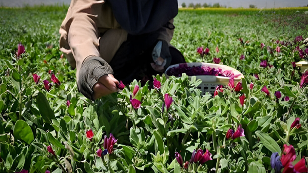 کشت گیاهان دارویی خراسان شمالی با ۱۴۲ درصد افزایش