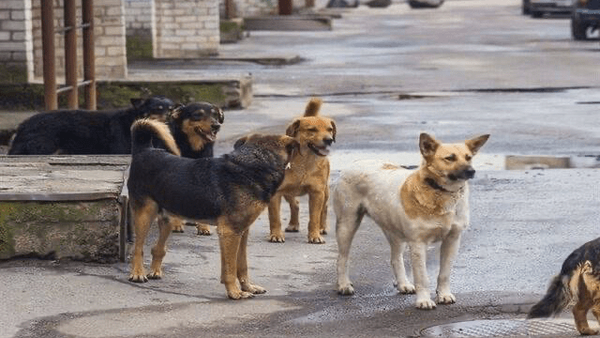 انتقال سالانه هزار سگ بی‌صاحب به جان‌پناه بجنورد